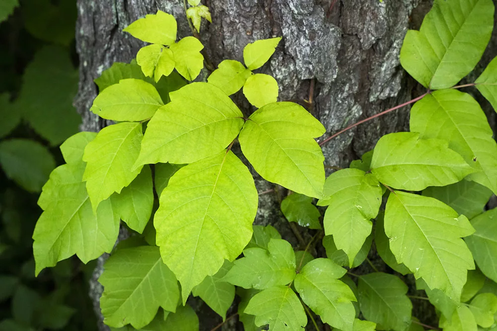 a poison ivy plant next to a tree
